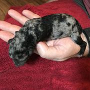 Girl 2 - Mudi puppy in Raeford, North Carolina from Wodan Kennels