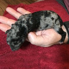 Girl 2 - Mudi puppy in Raeford, North Carolina from Wodan Kennels