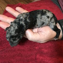Girl 2 - Mudi puppy in Raeford, North Carolina from Wodan Kennels