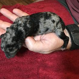 Girl 2 - Mudi puppy in Raeford, North Carolina from Wodan Kennels