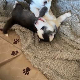 Siberian Husky Puppies from Phresh Pharm Husky Ranch