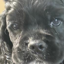 Girl 3 - Black and tan female Cavalier King Charles Spaniel puppy in Ocala Fl, Florida from Encore Cockers