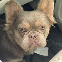 Isabella OFA'd and 6 panel clear (full rights) - Liver female French Bulldog puppy in Billings, Montana from Montana Made Frenchies
