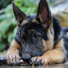 German Shepherds from Wellborn German Shepherds