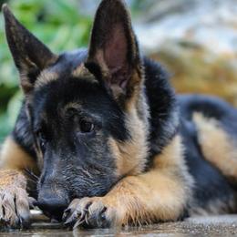 German Shepherds from Wellborn German Shepherds