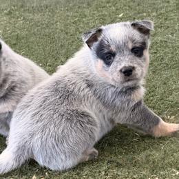 Pink Collar - Blue speckled female Australian Cattle Dog puppy in Nevada, Missouri from Back Road Dog Company, LLC