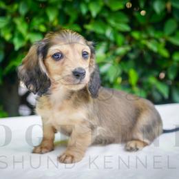 Rue - Cream female Dachshund puppy in Temecula, California from Naomi Magee's Dachshund Kennel