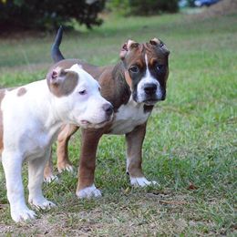 American Bully Puppies from SouthernCharm Kennel (SCP)
