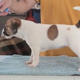 Haboob - Fawn female Xoloitzcuintli puppy in Felts Mills, New York from Solstice Xolos