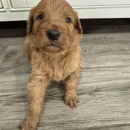 Pink - Apricot female Goldendoodle puppy in Bakersfield, California from Lavish Doodles