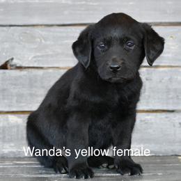 Yellow female - Black female Labrador Retriever puppy in Mississippi from Sure Shot English Labs