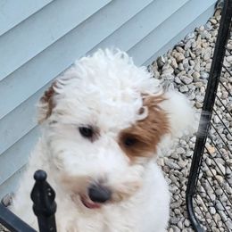 Cricket - Goldendoodle