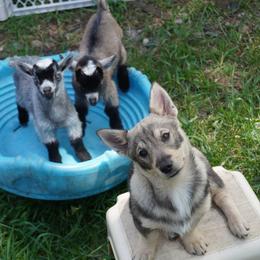 Swedish Vallhund puppies from Minikota Swedish Vallhunds