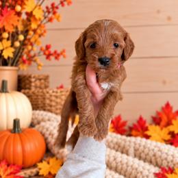Hazel - Pink Collar - Red  female Goldendoodle puppy in Billings, Montana from Montana Raised Doodles