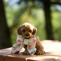 Lilo - Red and white female Cockapoo puppy in Deming, Washington from Heavenly Puppies to Love