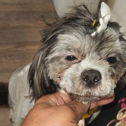 Myracle - Shih Tzu