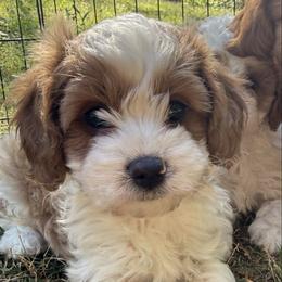 Peanut - Blenheim female Cavapoo puppy in Acworth, Georgia from Cumberland Cavaliers