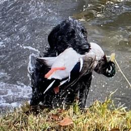 Mojo - Labradoodle