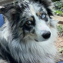 Bullet - Australian Shepherd