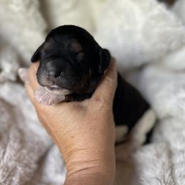 Boy 2 - Phantom male Bernedoodle puppy in Superior, Arizona from Mountain Bridge Doodles