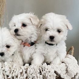 Maltese from Mia Lucky Maltese