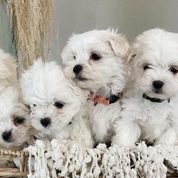 Maltese from Mia Lucky Maltese