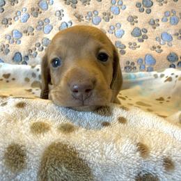 Girl 5 - Cream female Dachshund puppy in Moriarty, New Mexico from Lil Smokey’s of New Mexico