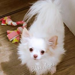 Calvin - Chihuahua