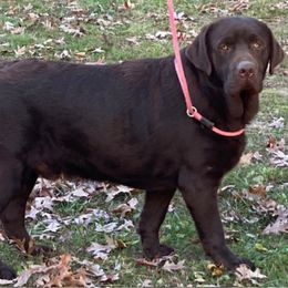 Joey - Labrador Retriever