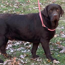 Joey - Labrador Retriever