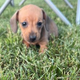 Female 1 - Red female Dachshund puppy in Anderson, California from FiveThreeZeroMiniDachshunds