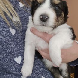 Australian Shepherd Puppies from Lake Daze