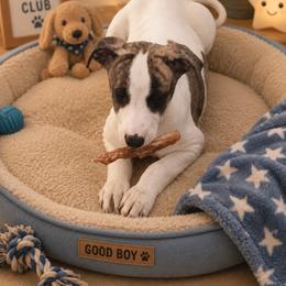 Ranger - White and fawn brindle male Whippet puppy in Menifee, California from Wonderstruck