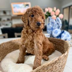 Blue Collar - Red male Irish Doodle puppy in Indiahoma, Oklahoma from Farm Fresh Doodles