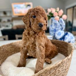 Blue Collar - Red male Irish Doodle puppy in Indiahoma, Oklahoma from Farm Fresh Doodles