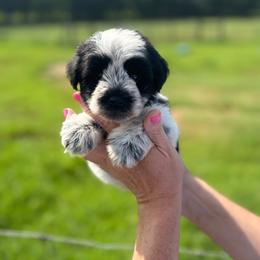 Cooper - Grey-black collar - Parti male Miniature Schnauzer puppy in Oneonta, Alabama from Murphree Valley Kennels