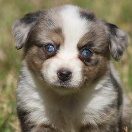 Miniature Australian Shepherd and Toy Australian Shepherd Puppies from TK Mini Aussies