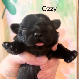 Ozzy - Black male Shih Tzu puppy in Wilkesboro, North Carolina from Frannie and Annie Shih Tzu Babies
