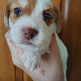 Puppy 5 - Piebald female Dachshund puppy in Clayton, Indiana from Love Struck Miniature Dachshunds