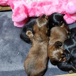Dachshund Puppies from OzO Dachshunds