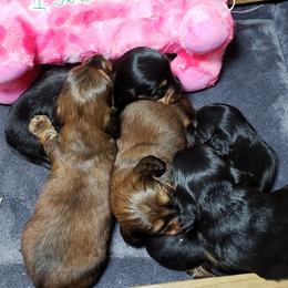 Dachshund Puppies from OzO Dachshunds