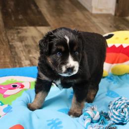 Bessie - Black tri female Miniature Australian Shepherd puppy in Fort Smith, Arkansas from Rye Hill Aussies
