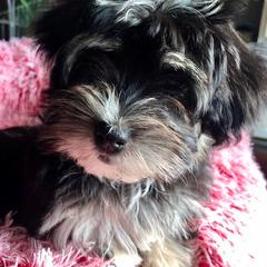 Havana Silk Dog and Poodle Puppies from Havana Silk Romance