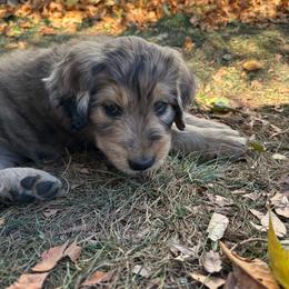 Medusa - female Golden Mountain Doodle puppy in Calhan, Colorado from Snowy Goldens LLC