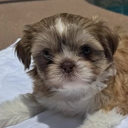 Shih Tzus from Absolute heavenly Shih Tzu’s