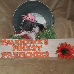 French Bulldog Puppies from Faucheux's Finest Frenchie's