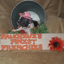 French Bulldog Puppies from Faucheux's Finest Frenchie's