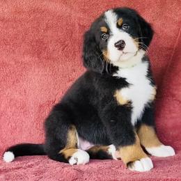Lime Green Collar Female - Black rust and white female Bernese Mountain Dog puppy in Bristol, Tennessee from Holston Hollow Farm
