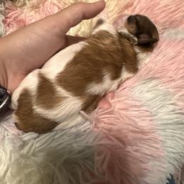 Shih Tzu Puppies from Wood Foo Breeders