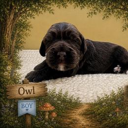 Owl - Sable male Goldendoodle puppy in Hendersonville, North Carolina from Kim's Cove